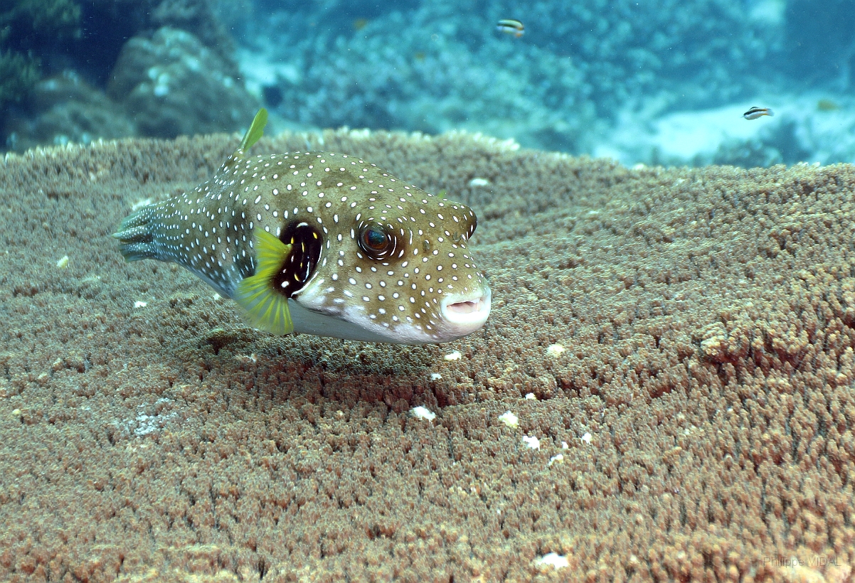 Sipadan_2015_Poisson coffre griffonne_Arothron mappa_IMG_2095_rc.jpg